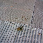 La típica caca de perro de Barcelona