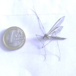 Al cabo de unos días he vuelto a cazar otro mosquito gigante dentro de mi casa, ¡arg! ¡que miedo que me dan!!!