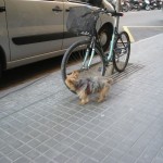 Y un perro suelto, a punto de mear en la bicicleta