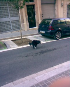 Perrito haciendo un pinito